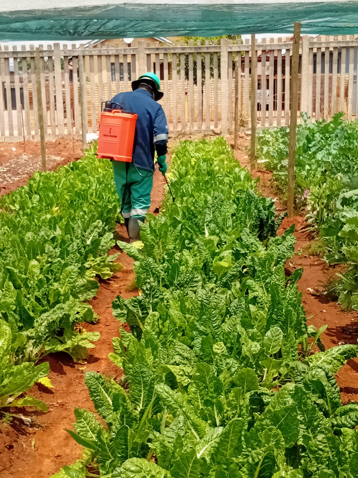 School Garden
