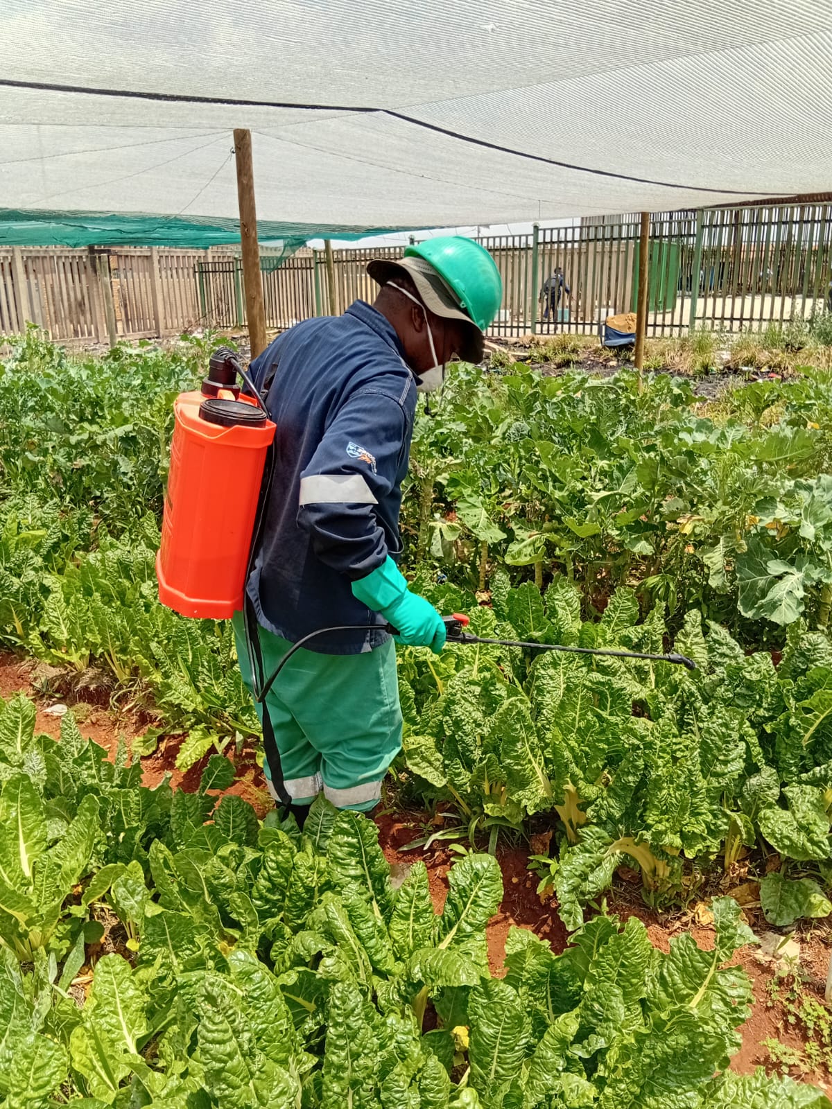 School Garden Image 2